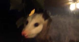 Opossum eats dog food at our window
