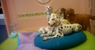 Our dog house