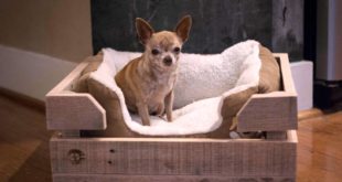 Pallet Dog House DIY