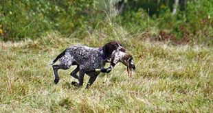 Partridge Hunting Dog in Pakistan / Kutton Se Batair ka shikar 2016
