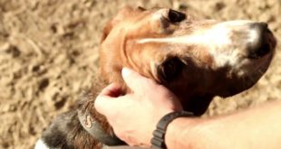Pedigree Dog Food Commercial (Spec) Dir