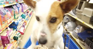 Pepi at Petsmart shopping for dog/cat food