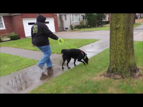 Perfect Dog Walk in Seconds SafeCalm Dog Training Collar BIG CHUCK MCBRIDE