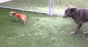 PET BOARDING SMALL DOGS PLAY