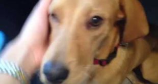 Pet Dog Collar Review