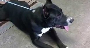 Pet of the Week – Henry is a house Dog
