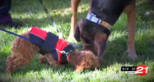 Pet Tips: Training small-breed dogs