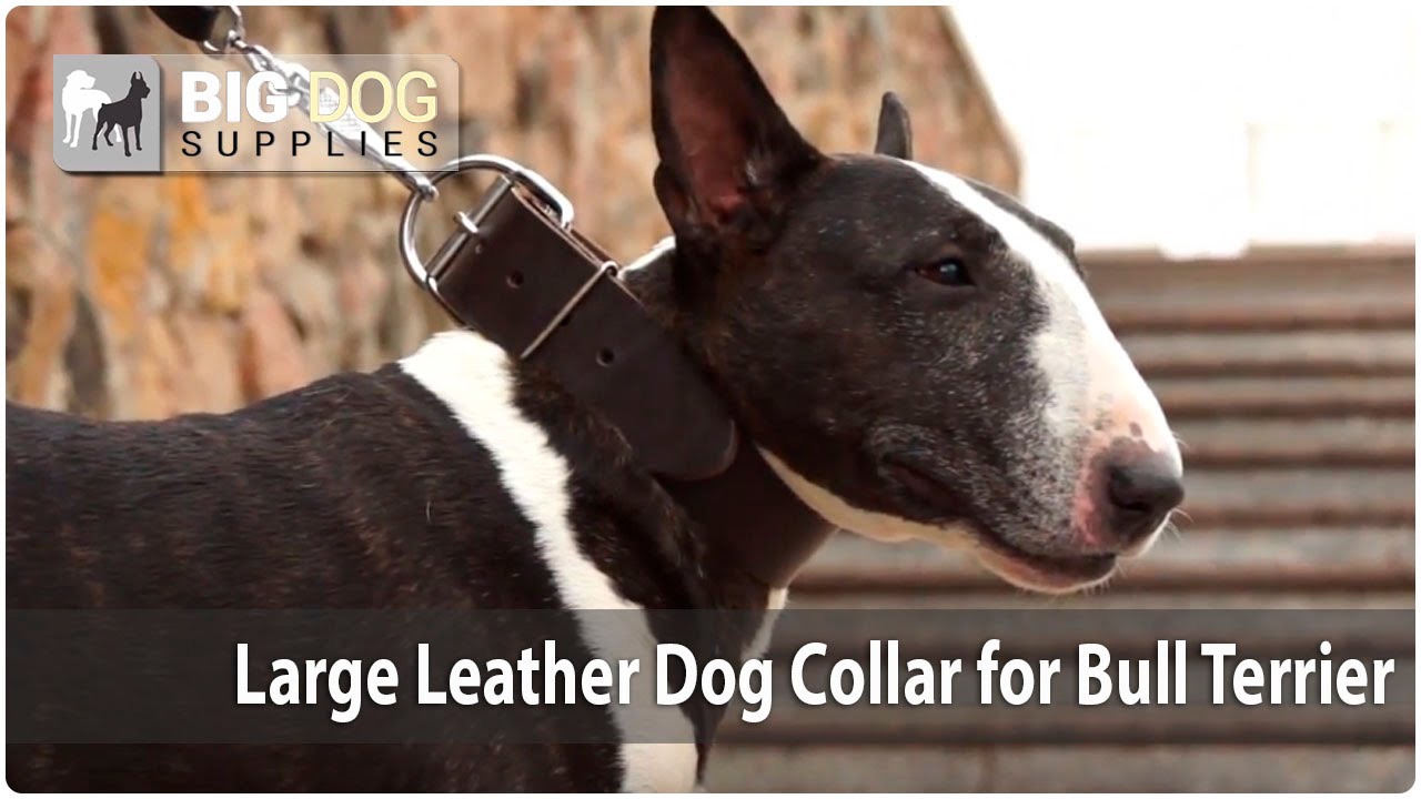 Pet Walking – Cool Bull Terrier in Classic Dog Collar