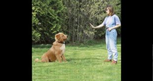 Petrainer Rechargeable Rainproof 330 yd Remote Dog Training Shock Collar Review
