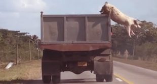 Pig Jumping From Trunk | Hundreds Dogs eat Food | Tiger in Mart | Leopard attack Dog Compilation