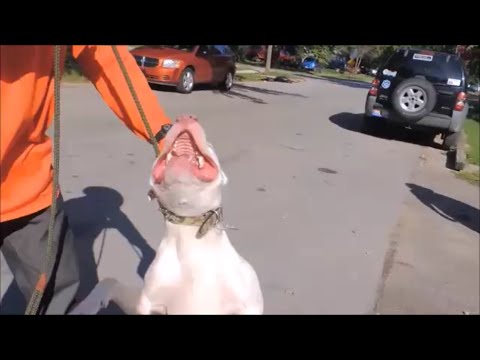 Pit Bull Attacks Caused by Anxiety – Calm Your Dog SafeCalm Dog Training Collar