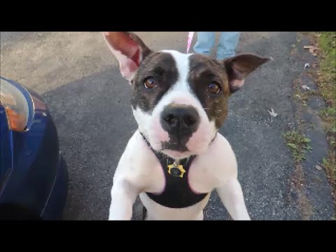 Pit Bull Mix Drags Owner Stop Pulling Amazing SafeCalm Dog Training Collar BIG CHUCK MCBRIDE