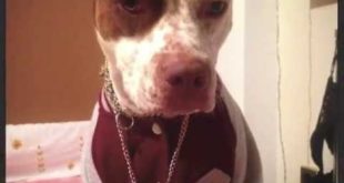 Pitbull clothing (Dog with clothes)