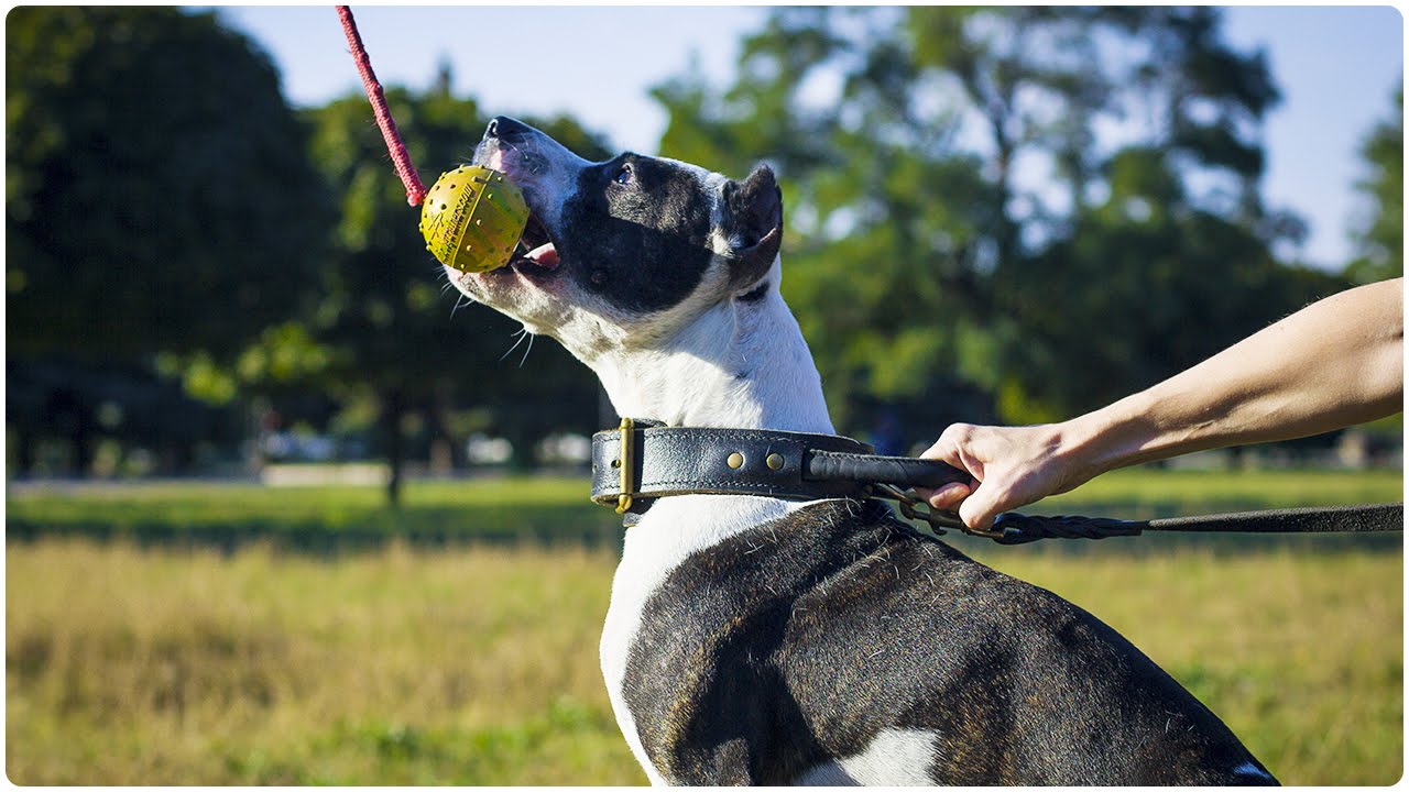 Pitbull playing with Solid Rubber Dog Training Ball