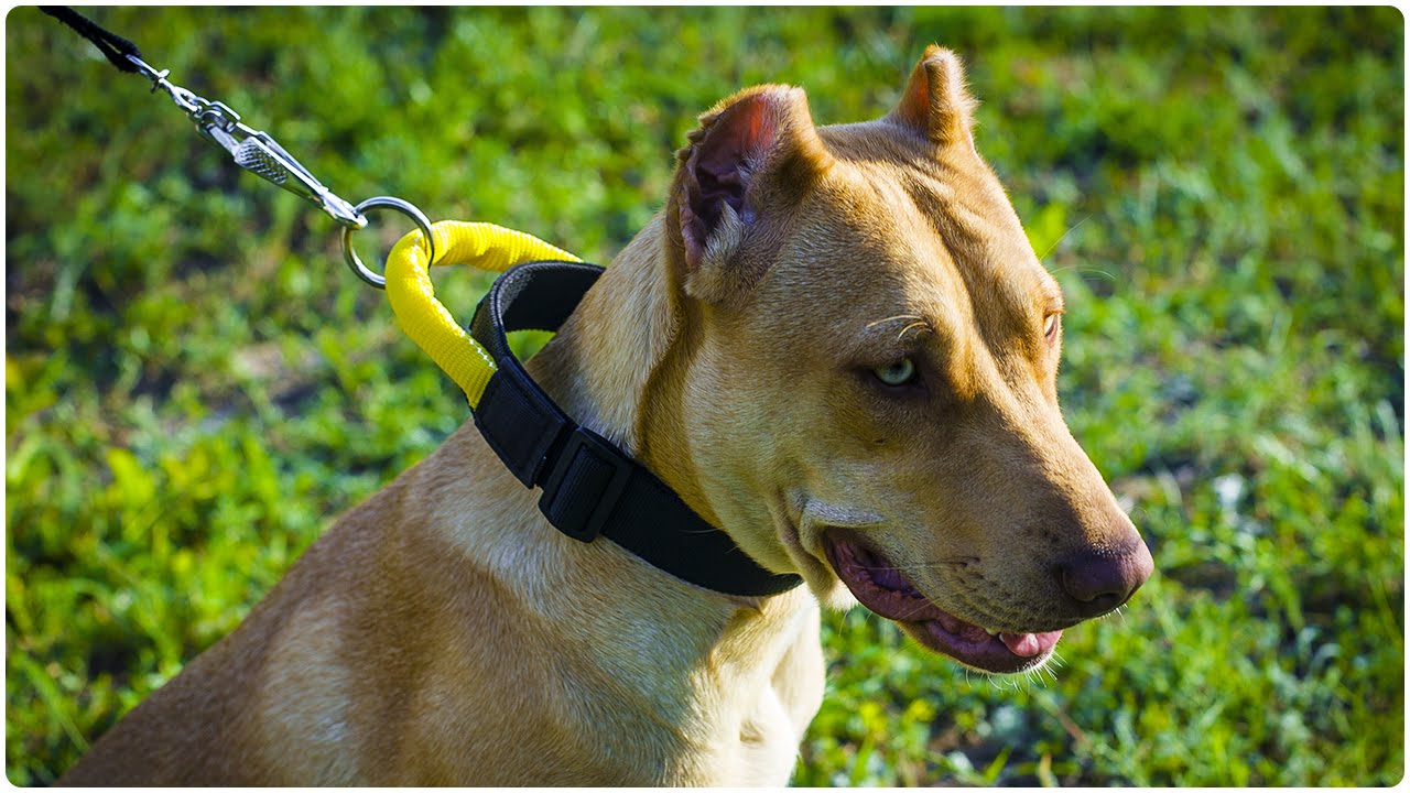 Pitbull wearing Training Nylon Dog Collar with Extra Strong Handle