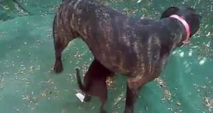Pitbulls and small dogs DON’T mix