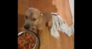 Playing with my Pitbull and his food