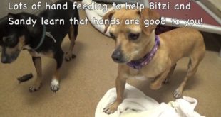 Please Save 2 Female small dogs Bitzi and Sandy! There ARE Urgent and Need Rescue ASAP!