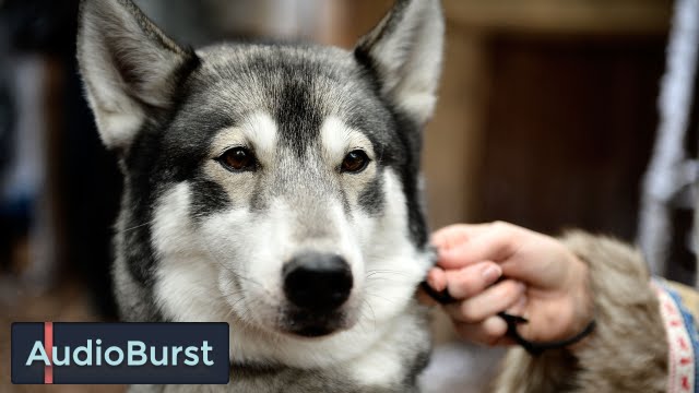 Police Break Into Wrong House And Shoot Homeowners’ Dog