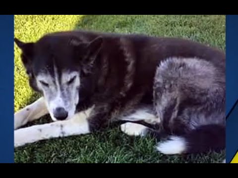 Police Mistakenly Shoot Dog After Responding to Wrong House