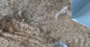 Poor dog (lives in a house with no owner)