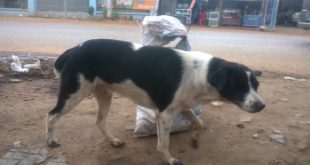 Poor Dog Video, Dog is finding food in Garbage Compilation 2016