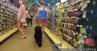 Portuguese Water Dog “Odi”