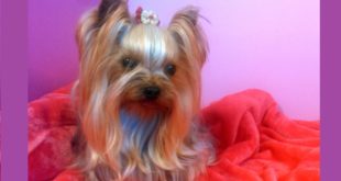 PROVANDO ROPA A PERRITA YORKSHIRE TERRIER TOY MUY SIMPATICA, put clothes dog
