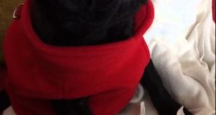 “Pug puppy” “pug” “dressedup” “clothes for dogs” cute dogs clothing 4months baby dog