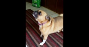 Puggle talk! dog wants her food!