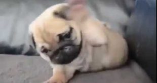 puppies dogs_Dog love_small dogs
