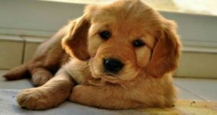 Puppies Golden Retriever Video | Funny Dog Fails Videos
