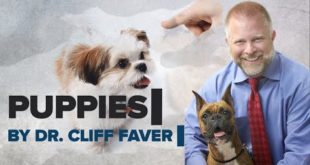 Puppies Part 9   Dog Food Companies