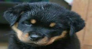 Puppies Rottweiler and Dogs Playing | Funny Dog Videos