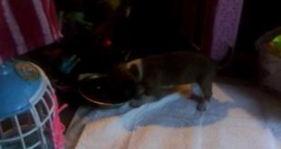 Puppy eating dog food