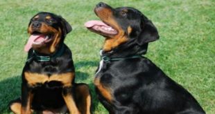 Puppy Rottweiler and Dog Training | Animal Dogs Videos