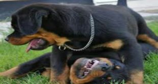 Puppy Rottweiler | Funny Animal Dog Videos