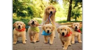 Puppy Small
