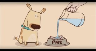Pure dog food Dragons den, pure dog food discount code