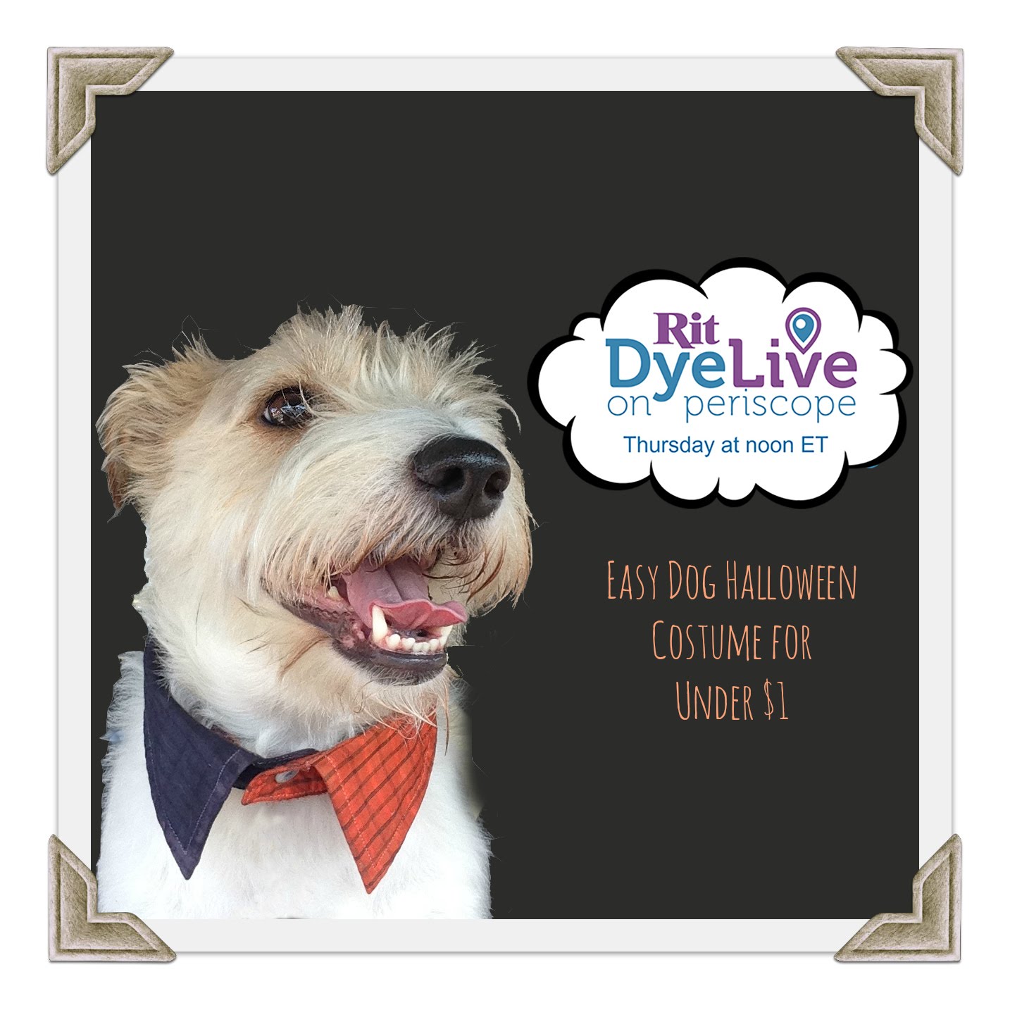 Quick, No-Sew Dye-IY Dog Collar Accessory