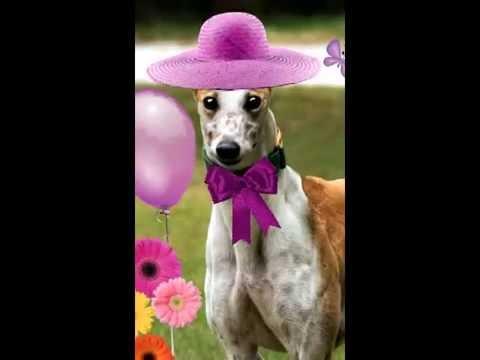Racing Dog Retirement Project Open House