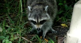 Racoon Dines on Dog Food 5-21-2016