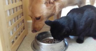 Rada and Keshka eating Rada’s dog food