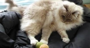Ragdoll Cats Receive Alpaca Cat Balls with Catnip from Sugarboys on Etsy  – ねこ – ラグドール – Floppycats