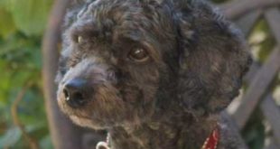 “Rascal at Play” by Act of Love Rescue (Norco, CA)