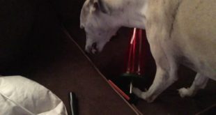 Rat-Like Dog Eating Human Food