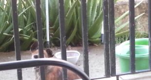 Rat stealing dog food