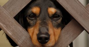 Raw dog food advice: Kiss goodbye (sorry, sorry) to anal gland problems