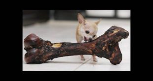Raw dog food diet suggestion: Choosing the right bone for your dog