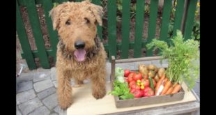 Raw dog food recipes: The perfect seven-day raw feeding plan for dogs